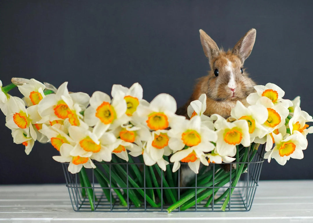 Easter Egg-stravaganza: Whimsical Bunny Garden Decorations Await!