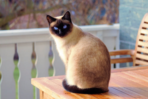 HOW TO STOP CATS POOPING IN YOUR GARDEN