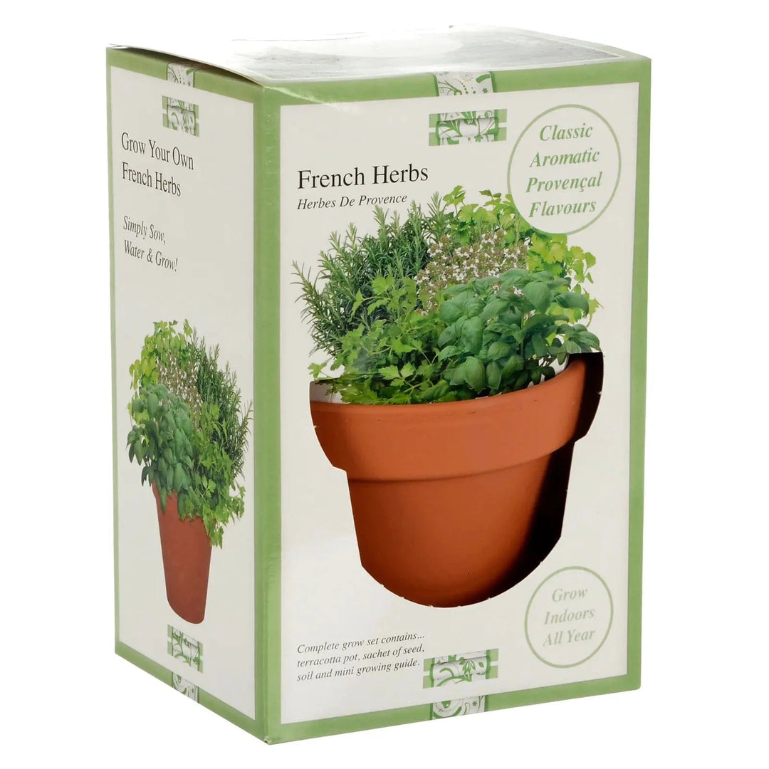 Gift box of grow your own French Herbs with terracotta pot