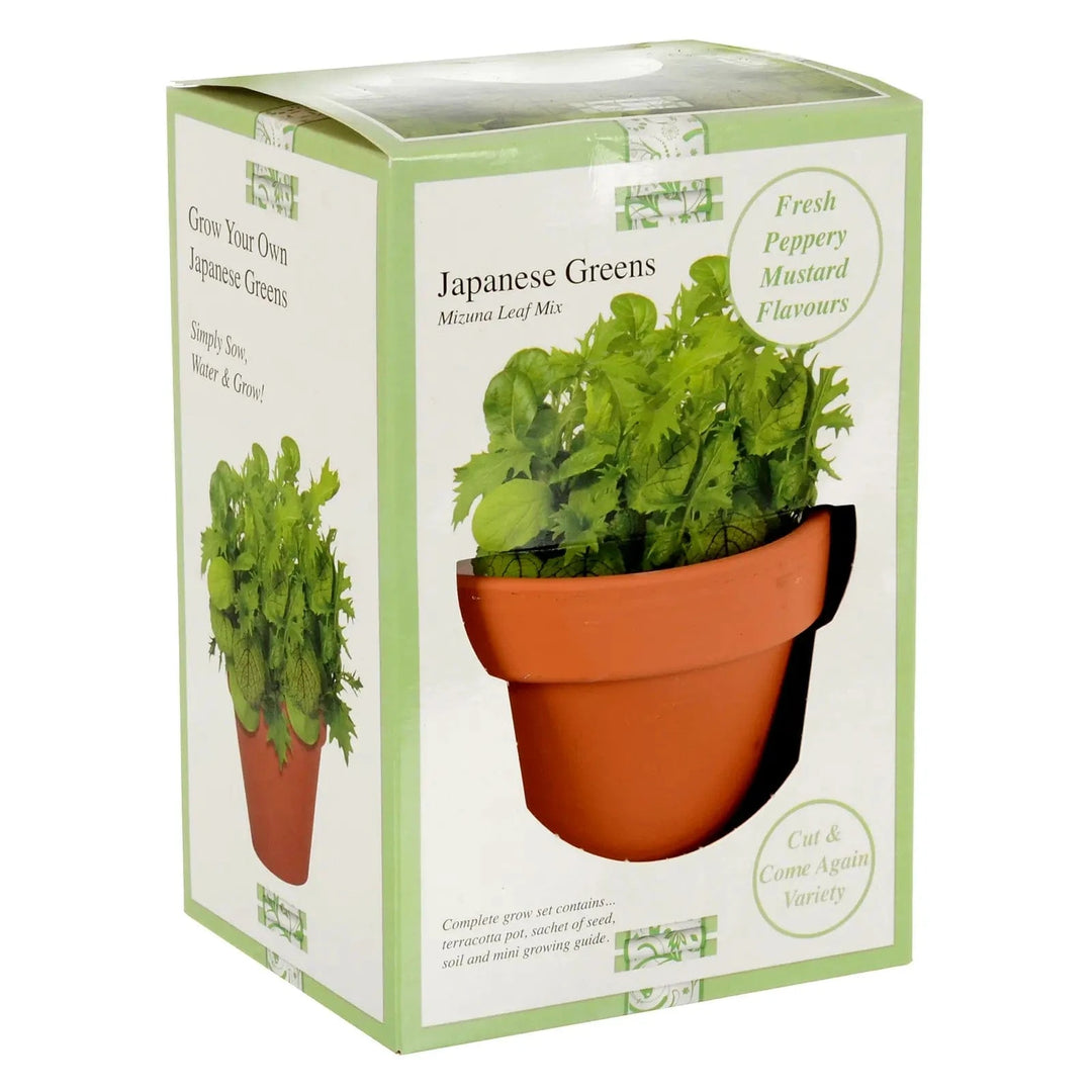 Gift box of grow your own Japanese Greens Mizuna Leaf Mix with terracotta pot