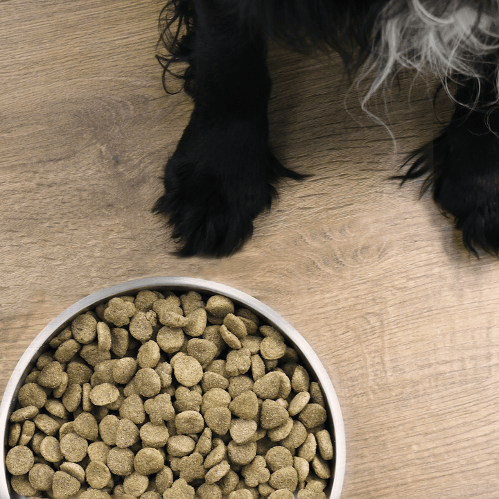 top view of dog bowl filled with dog food beside black dogs paws