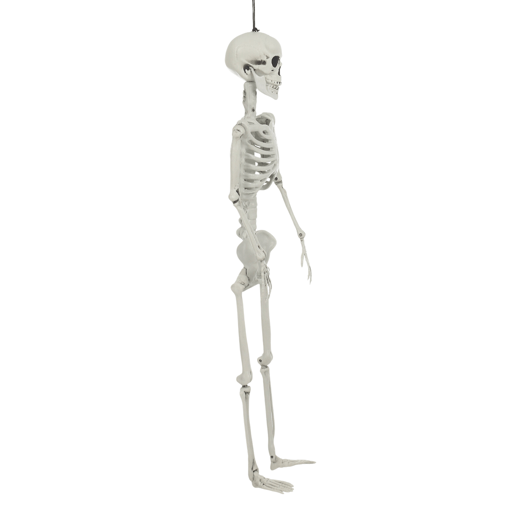 side view of 84cm skeleton on white background