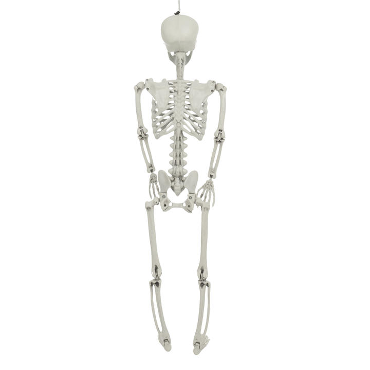 back view of 84cm skeleton on white background