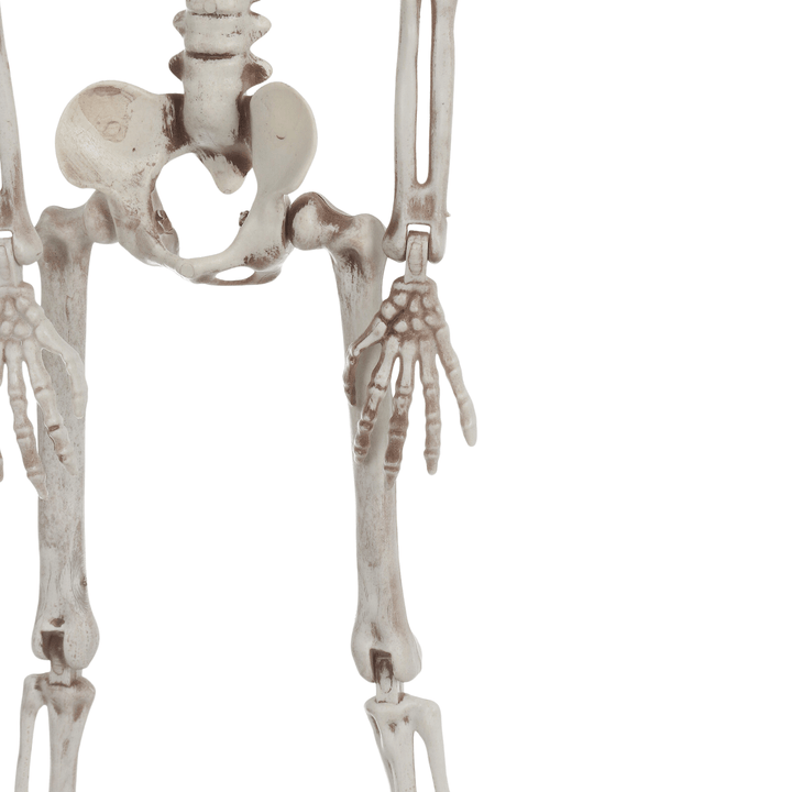 detail shot of poseable skeletons hands and legs